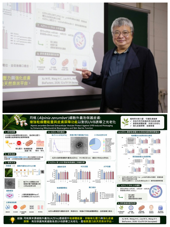 興大研究破解月桃抗老關鍵  植物細胞外囊泡修復肌膚、提升細胞能量