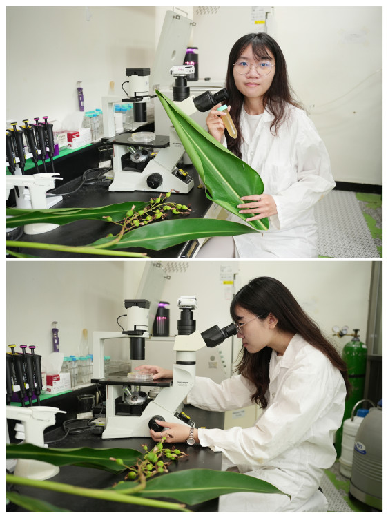 興大研究破解月桃抗老關鍵  植物細胞外囊泡修復肌膚、提升細胞能量