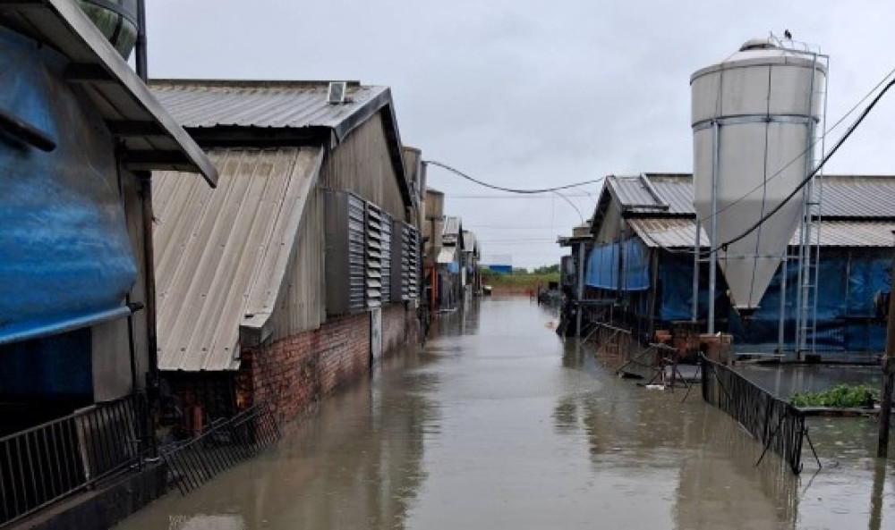 臺南豪雨造成畜牧災損　農業部公告現金救助8月26日起受理