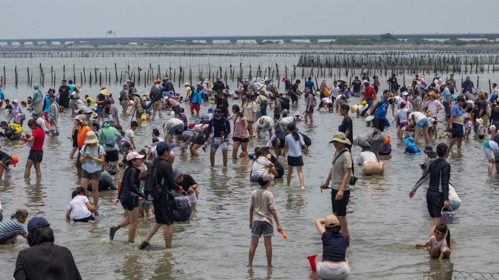 七股海鮮節開幕！2千人下水挖文蛤　體驗濱海漁村樂趣