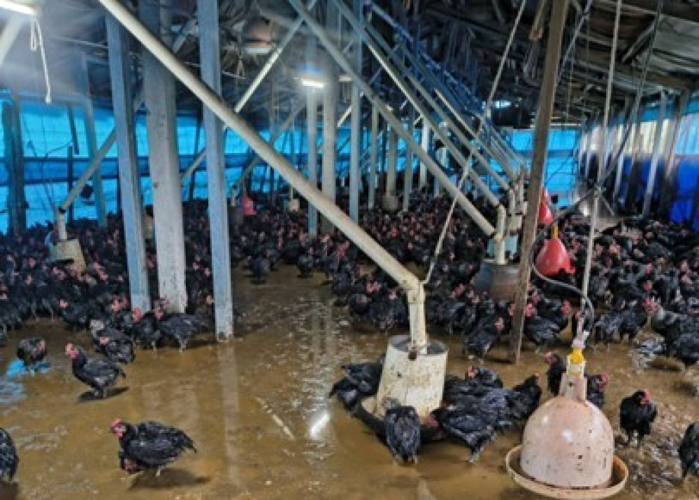 臺南豪雨造成畜牧災損　農業部公告現金救助8月26日起受理