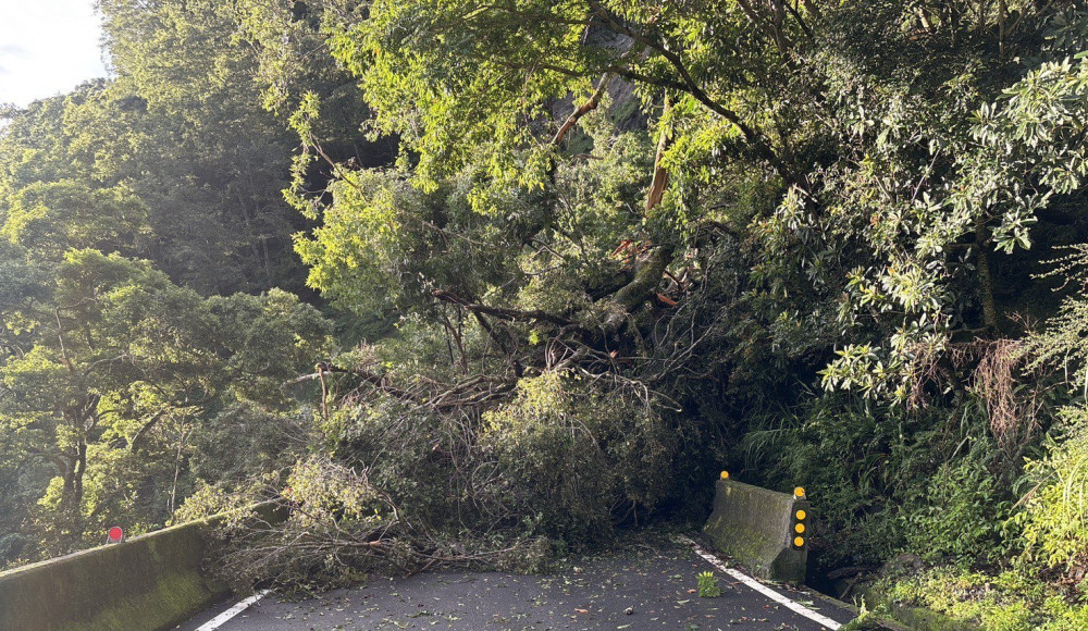 快訊|南橫突傳路樹倒塌！台20臨105線12K封路　預計下午5時搶通